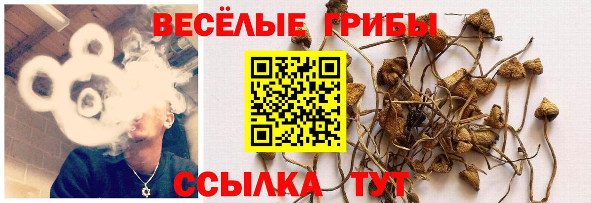 Псилоцибиновые грибы прущие грибы Чапаевск